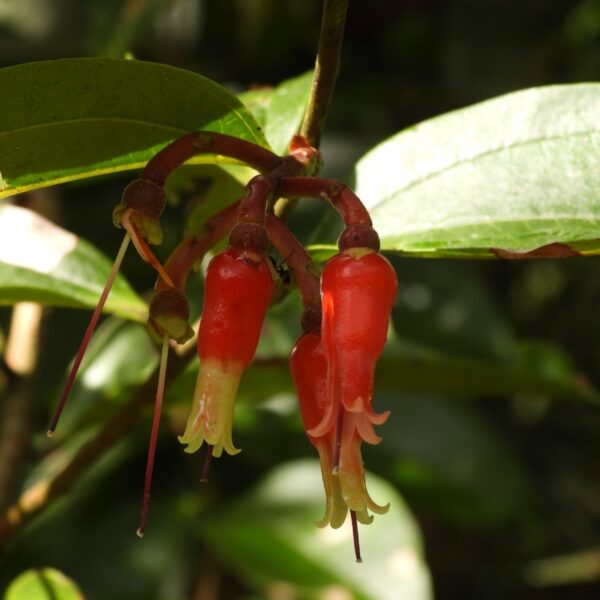 Cavendishia bracteata