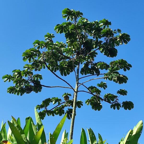 Cecropia peltata