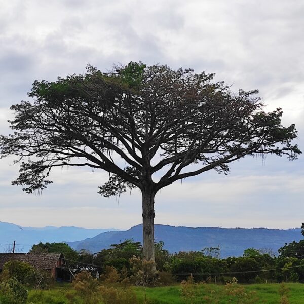 Ceiba pentandra