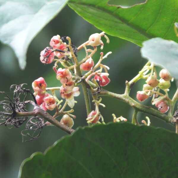 Alchornea glandulosa