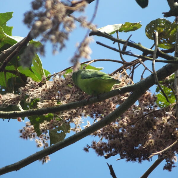 Heliocarpus americanus