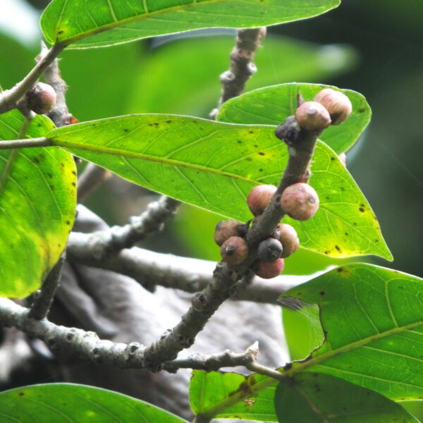 Ficus hartwegii