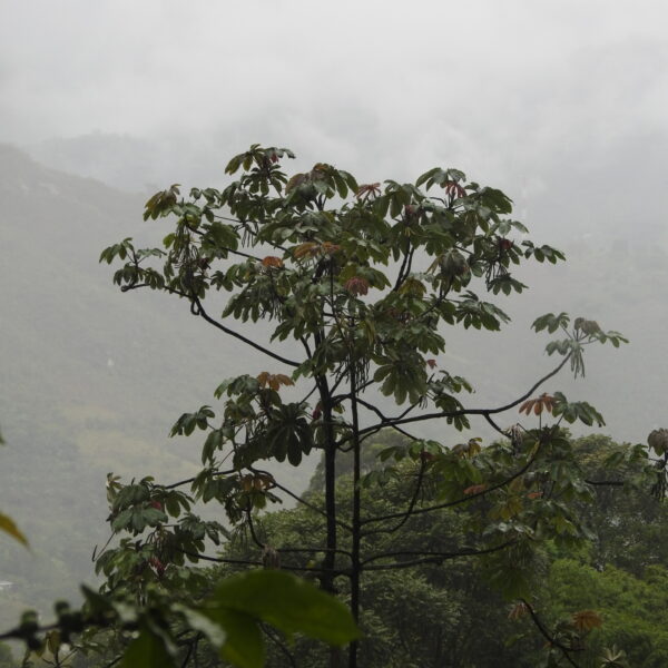 Cecropia angustifolia