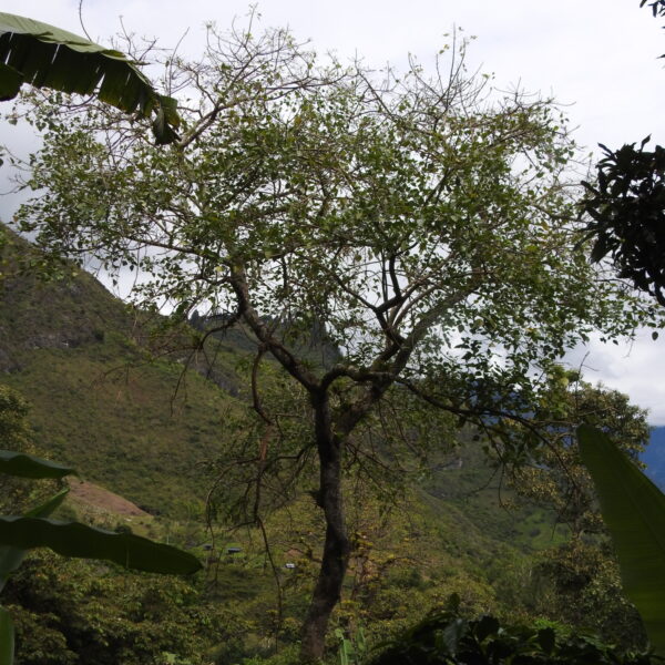 Erythrina poeppigiana