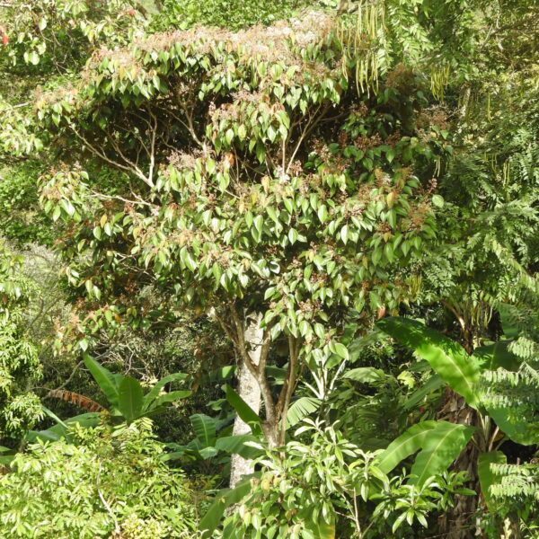 Miconia caudata