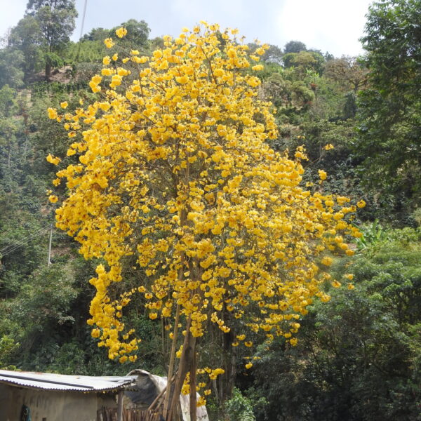 Handroanthus chrysanthus