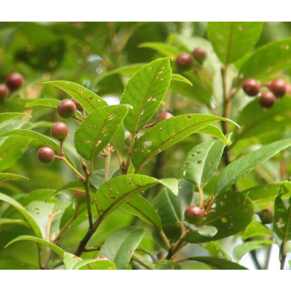 Frangula sphaerosperma