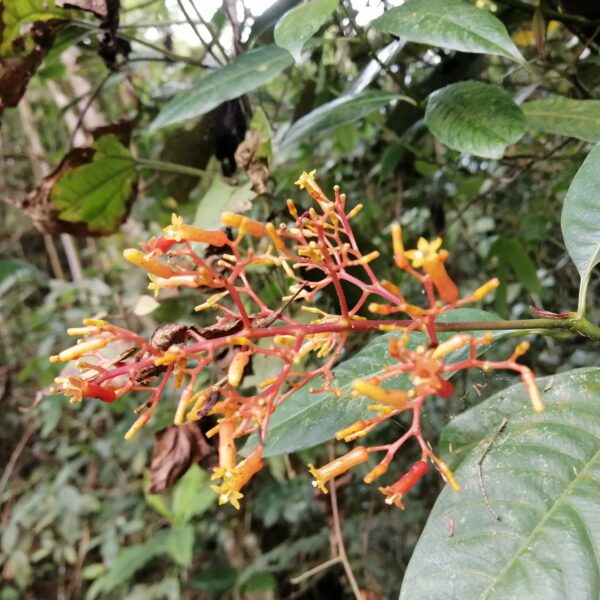 Palicourea guianensis