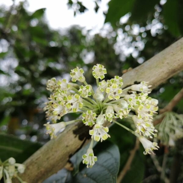 Iochroma arborescens
