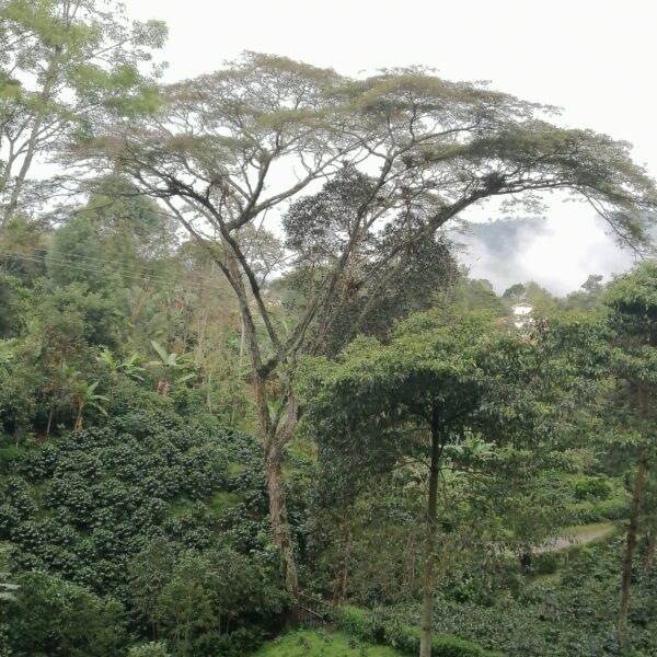 Pseudosamanea carbonaria