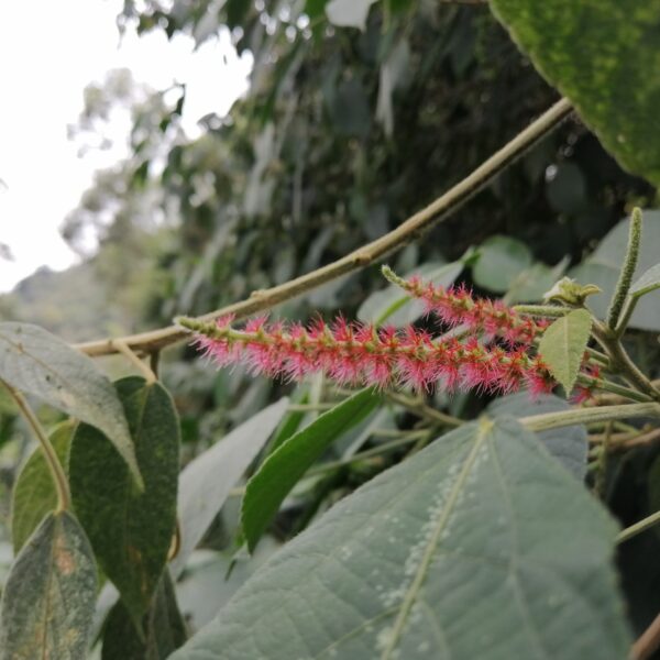 Acalypha macrostachya