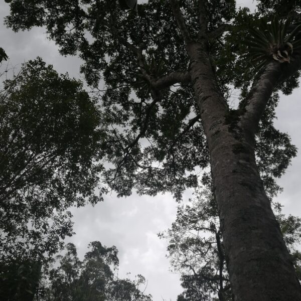 Zanthoxylum rhoifolium