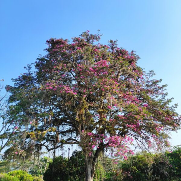 Tabebuia rosea