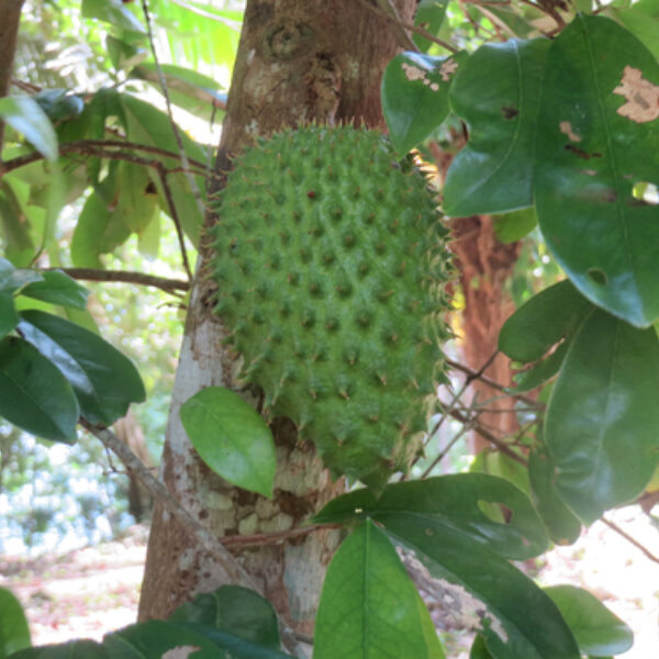 Annona muricata