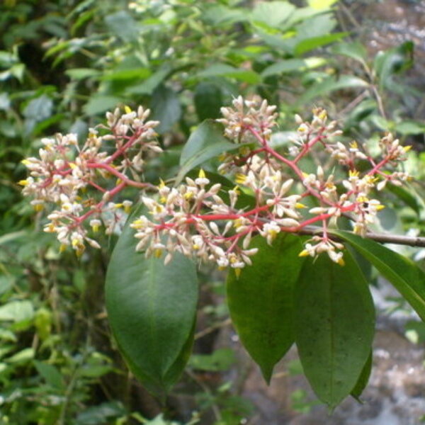 Ardisia compressa