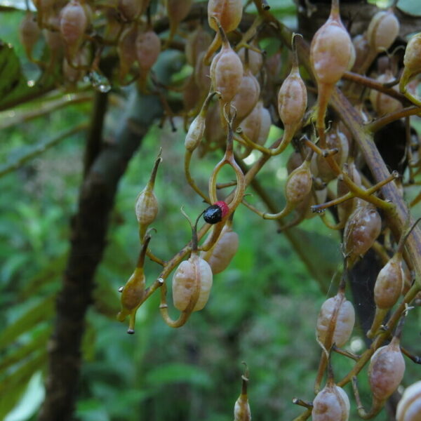Bocconia frutenscens