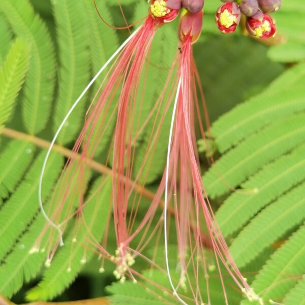 Calliandra houstoniana