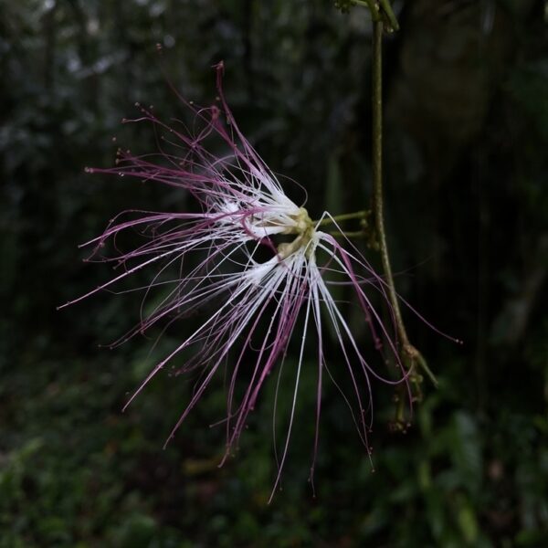 Calliandra trinervia
