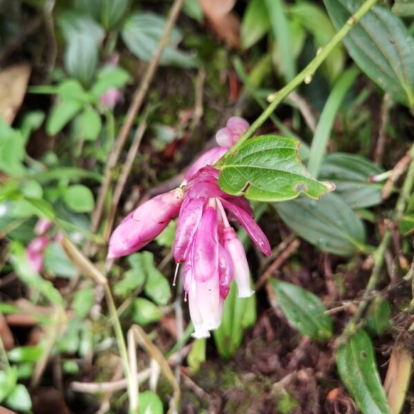 Cavendishia callista