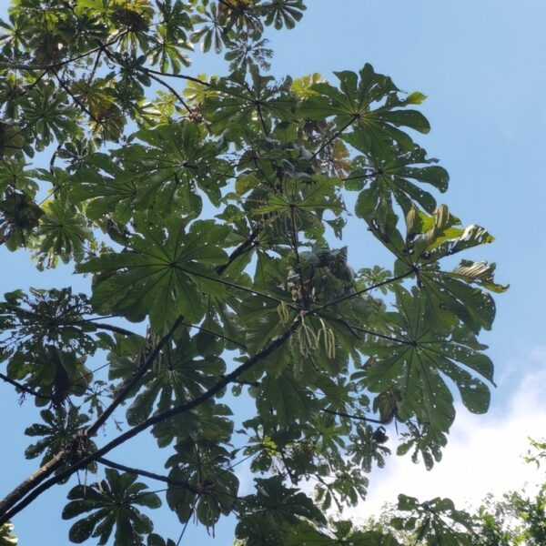 Cecropia obtusifolia