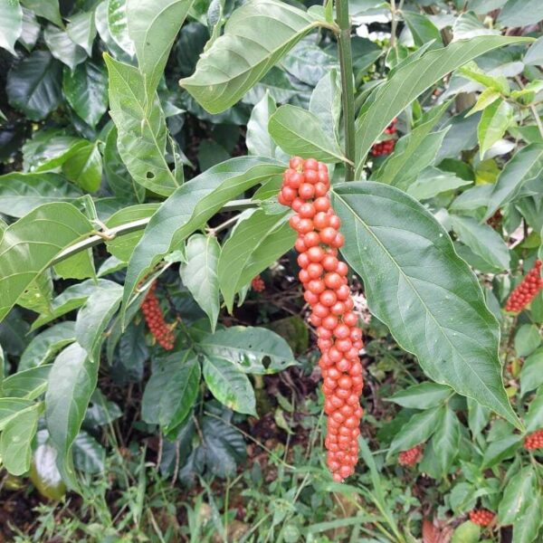 Citharexylum donnell-smithii