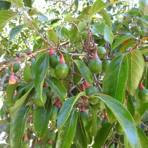 Damburneya cufodontisii