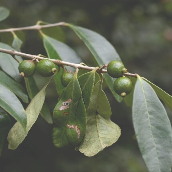 Eugenia acapulcensis