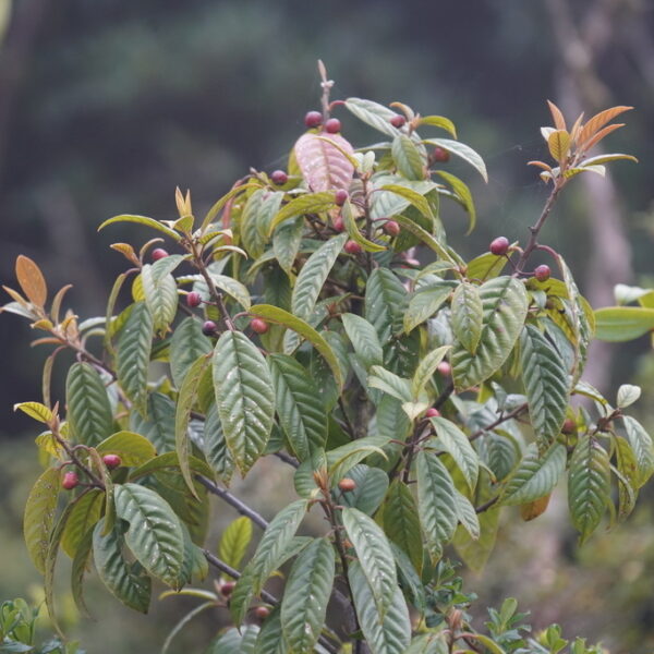 Frangula oreodendron
