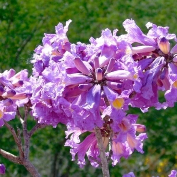 Handroanthus impetiginosus