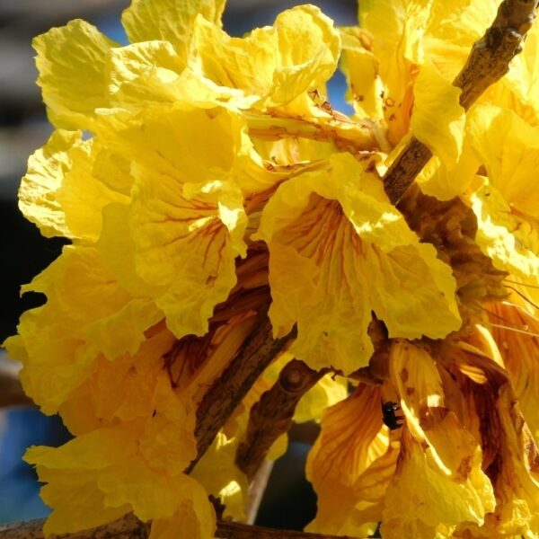 Handroanthus ochraceus
