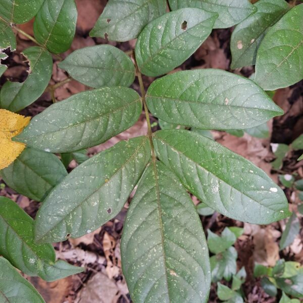 Lonchocarpus salvadorensis