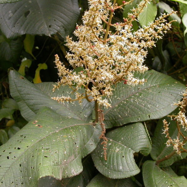 Miconia impetiolaris