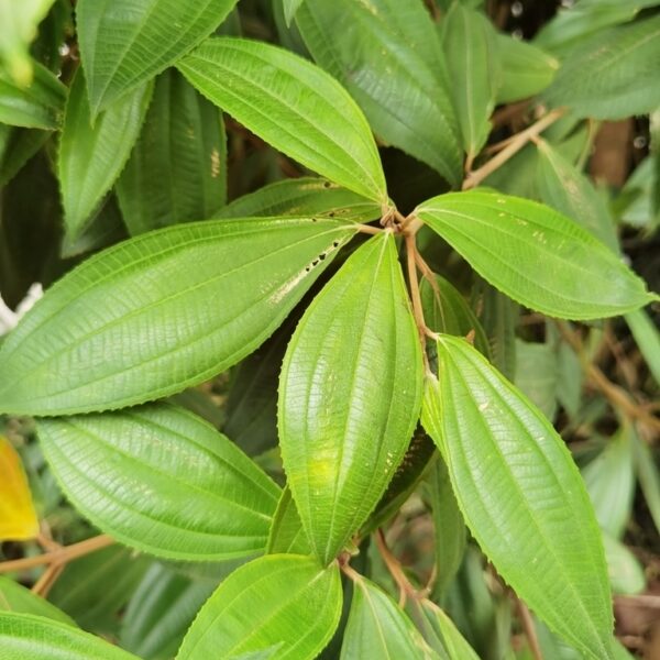 Miconia xalapensis