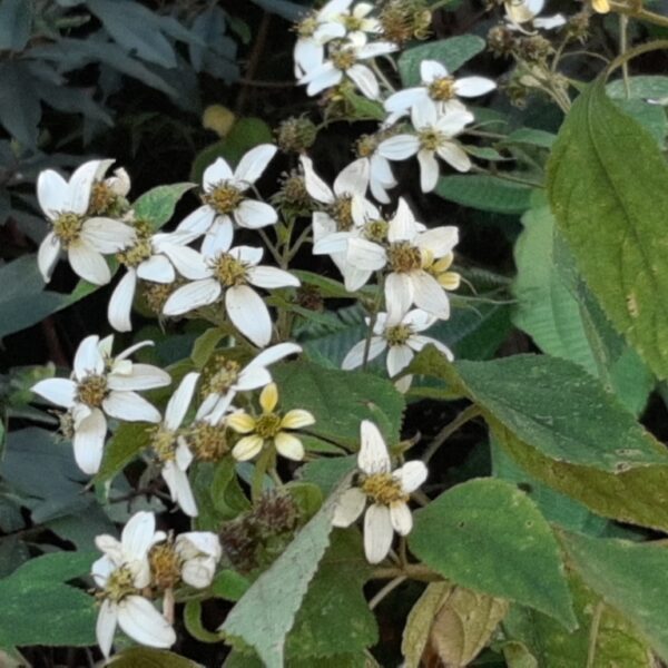 Montanoa guatemalensis