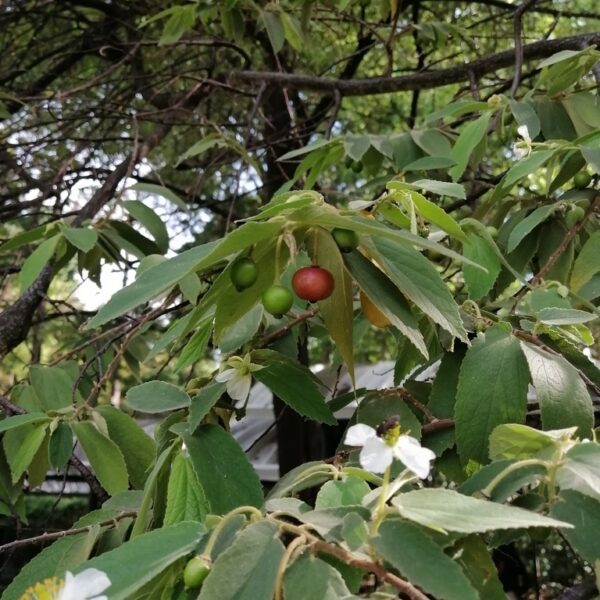 Muntingia calabura