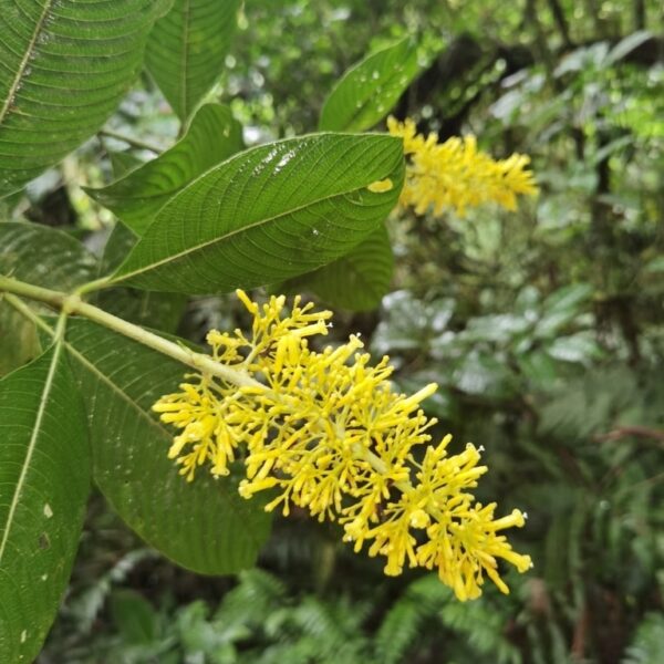 Palicourea lasiorrhachis