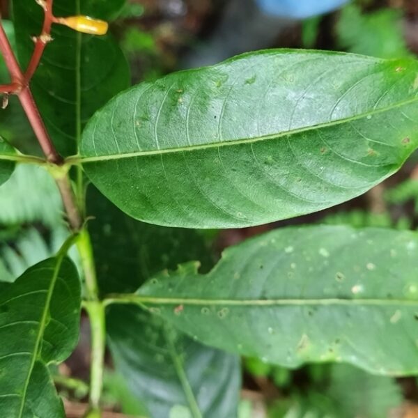 Palicourea padifolia