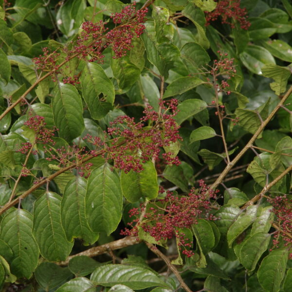 Perrottetia longistylis