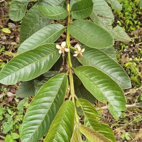 Psidium friedrichsthalianum