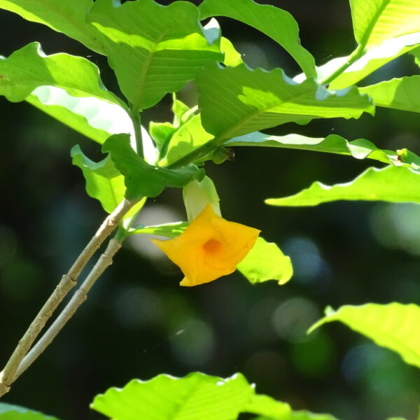 Tabernaemontana donnell- smithii