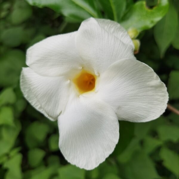 Tabernaemontana litoralis