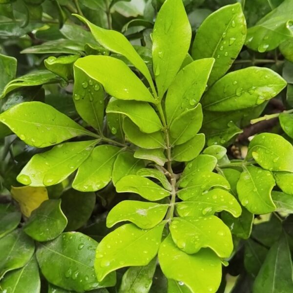 Trichilia havanensis