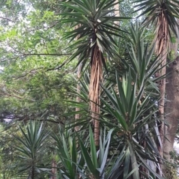 Yucca gigantea